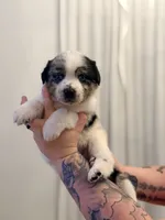 Wes, a male Australian Cattle Dog and Australian Shepherd for sale in Mascotte, FL – 4 of 4