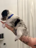 Wes, a male Australian Cattle Dog and Australian Shepherd for sale in Mascotte, FL – 3 of 4