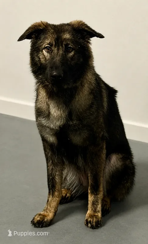 Shakira  – German Shepherd Dog puppy for sale in Mascotte, FL