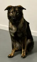Shakira , a female German Shepherd Dog for sale in Mascotte, FL – 1 of 3