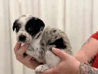 Sloan, a female Australian Cattle Dog and Australian Shepherd for sale in Mascotte, FL – 4 of 4