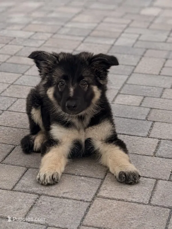 Hudson  – German Shepherd Dog puppy for sale in Mascotte, FL