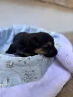 Vyper , a female German Shepherd Dog for sale in Mascotte, FL – 2 of 3
