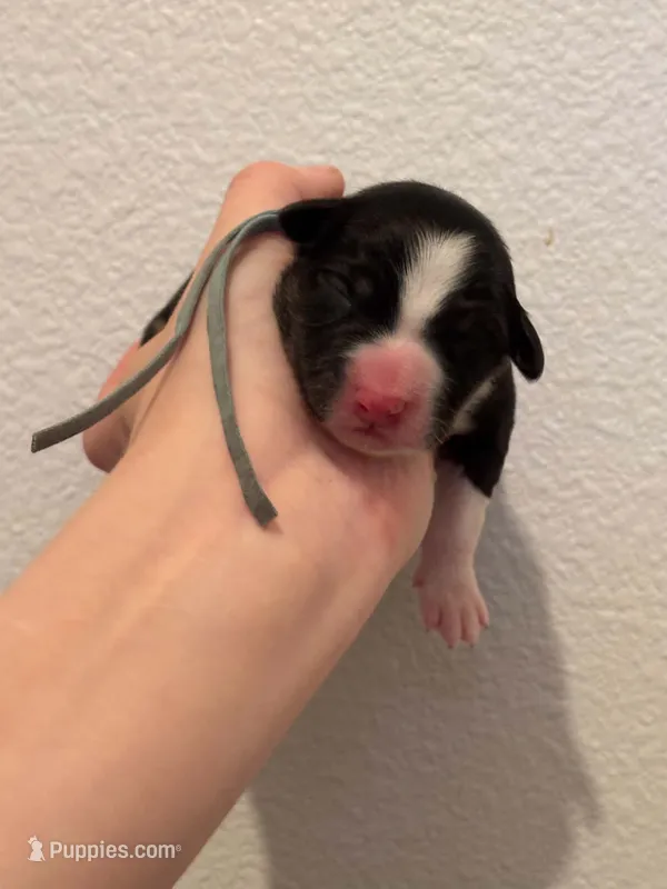 Ryker  – Australian Shepherd puppy for sale in Clermont, FL