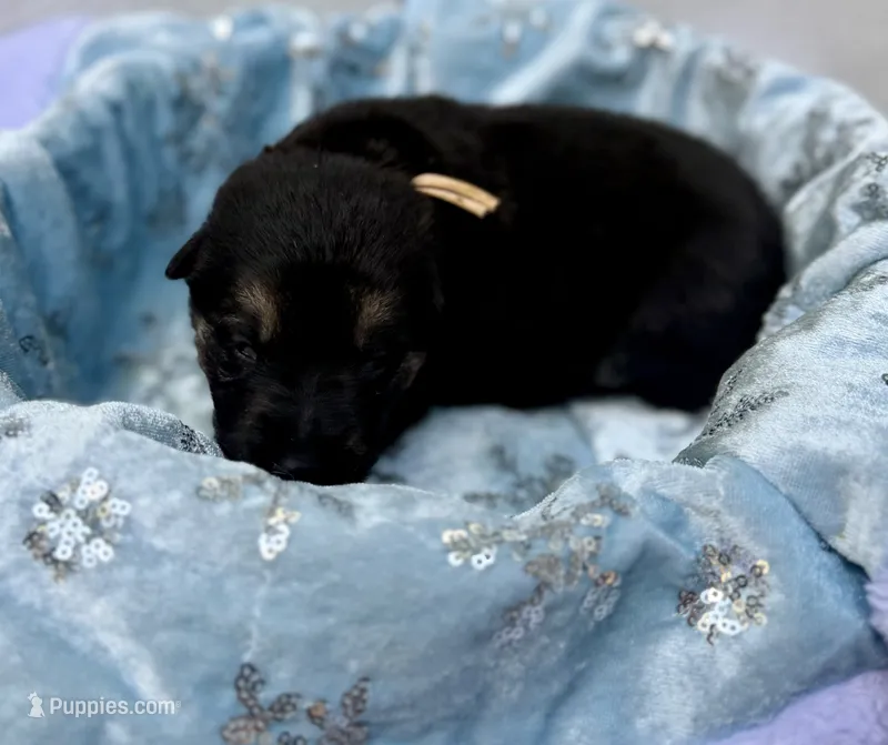 Hellania  – German Shepherd Dog puppy for sale in Mascotte, FL