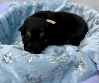 Hellania , a female German Shepherd Dog for sale in Mascotte, FL – 1 of 3