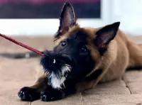 Timber , a male Belgian Malinois and Dutch Shepherd for sale in Mascotte, FL – Photo 3 of 3