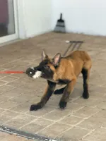 Timber , a male Belgian Malinois and Dutch Shepherd for sale in Mascotte, FL – Photo 2 of 3