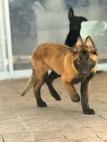 Timber , a male Belgian Malinois and Dutch Shepherd for sale in Mascotte, FL – Photo 1 of 3