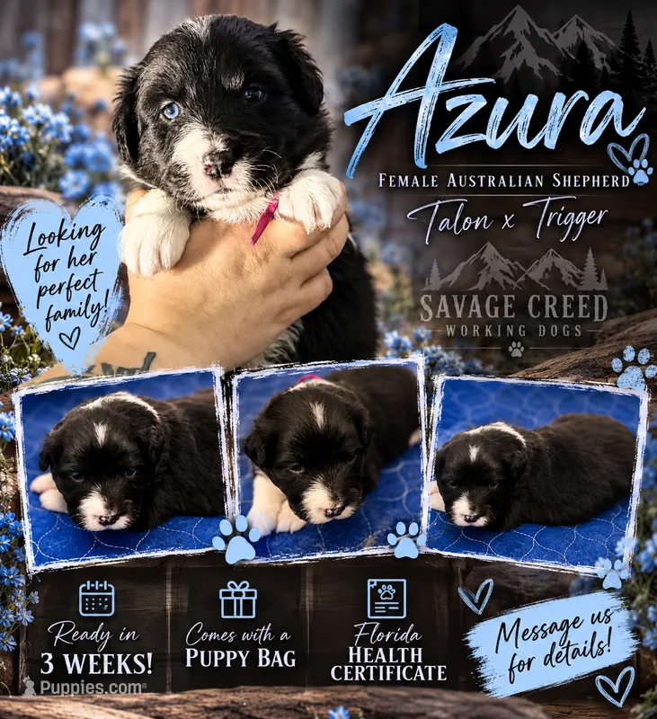Azura  – Australian Shepherd puppy for sale in Clermont, FL
