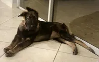 Shakira , a female German Shepherd Dog for sale in Mascotte, FL – 2 of 3