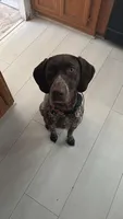 Bailey , a female German Shorthaired Pointer for sale in Mascotte, FL – 2 of 4