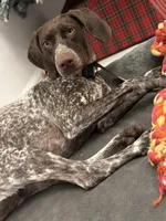 Bailey , a female German Shorthaired Pointer for sale in Mascotte, FL – 4 of 4