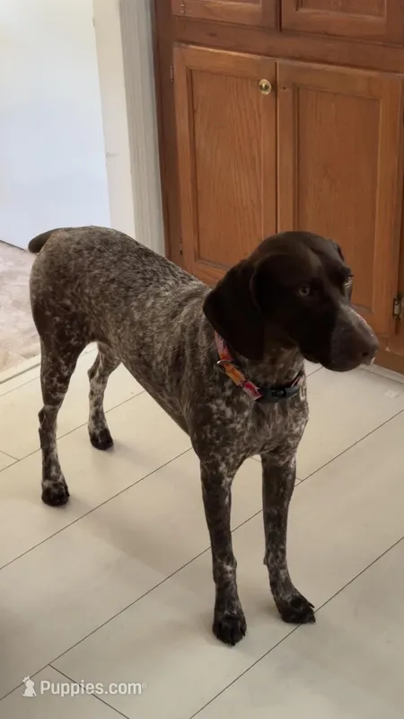 Bailey  – German Shorthaired Pointer puppy for sale in Mascotte, FL