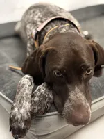 Bailey , a female German Shorthaired Pointer for sale in Mascotte, FL – 3 of 4