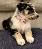 Medusa , a female Australian Shepherd and German Shepherd Dog for sale in Clermont, FL – 2 of 3