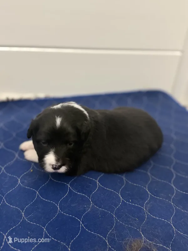 Azura – Australian Shepherd puppy for sale in Clermont, FL