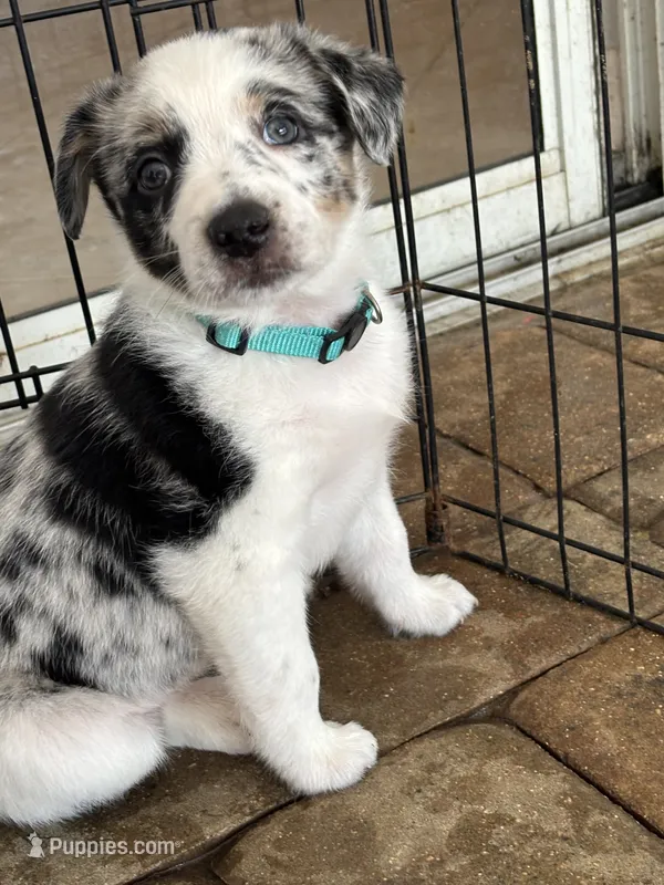 Havana  – Australian Cattle Dog, Australian Shepherd puppy for sale in Mascotte, FL
