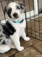 Havana , a female Australian Cattle Dog and Australian Shepherd for sale in Clermont, FL – 1 of 4