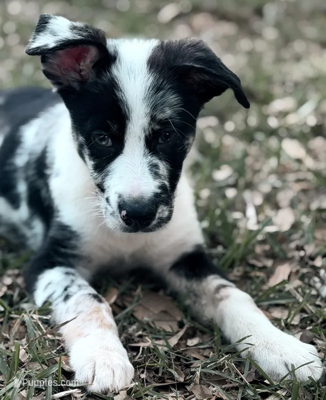 Bullet Train  – Australian Shepherd, German Shepherd Dog puppy for sale in Mascotte, FL