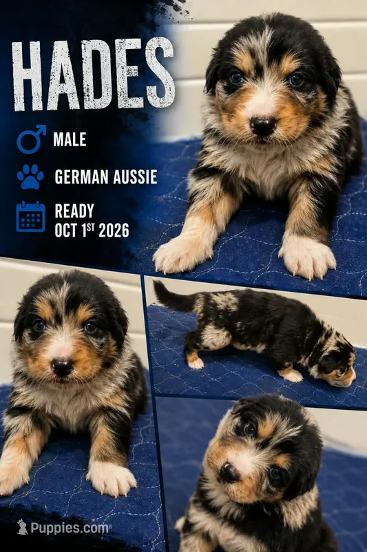 Hades – Australian Shepherd, German Shepherd Dog puppy for sale in Clermont, FL