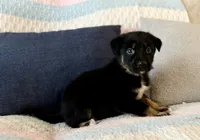 Draven , a male Australian Shepherd and German Shepherd Dog for sale in Clermont, FL – 3 of 3
