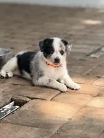 Stryker , a male Australian Cattle Dog and Australian Shepherd for sale in Mascotte, FL – 5 of 5