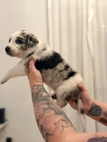 Havana , a female Australian Cattle Dog and Australian Shepherd for sale in Mascotte, FL – 4 of 4