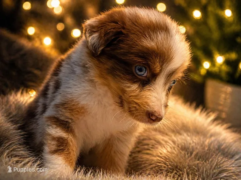Blaze  – Australian Shepherd puppy for sale in Mascotte, FL