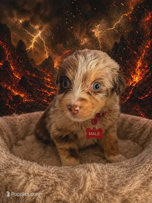 Blaze  – Australian Shepherd puppy for sale in Mascotte, FL