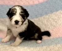 Havyn, a female Australian Shepherd and German Shepherd Dog for sale in Clermont, FL – 3 of 3