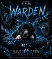 Warden , a male Australian Shepherd and German Shepherd Dog for sale in Mascotte, FL – 1 of 3