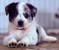 Stryker , a male Australian Cattle Dog and Australian Shepherd for sale in Mascotte, FL – 1 of 5