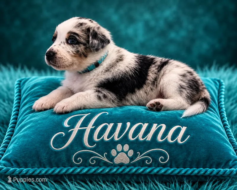 Havana  – Australian Cattle Dog, Australian Shepherd puppy for sale in Mascotte, FL