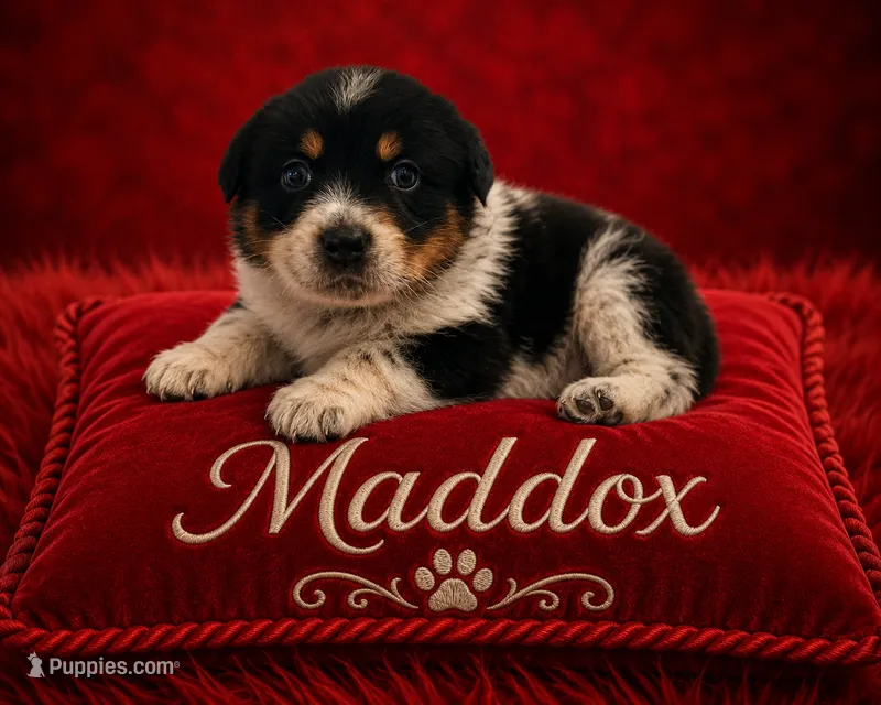 Maddox – Australian Cattle Dog, Australian Shepherd puppy for sale in Mascotte, FL