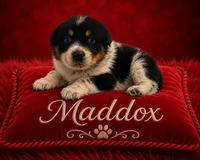 Maddox, a male Australian Cattle Dog and Australian Shepherd for sale in Mascotte, FL – 1 of 3