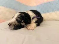 Havyn , a female Australian Cattle Dog and German Shepherd Dog for sale in Clermont, FL – 2 of 5