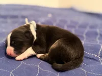 Ryker , a male Australian Shepherd for sale in Clermont, FL – 2 of 2