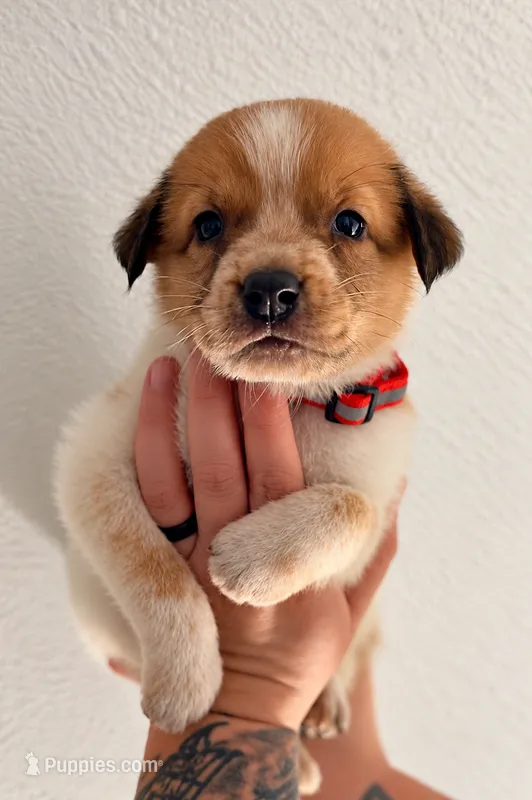 King  – Australian Shepherd, Border Collie puppy for sale in Clermont, FL