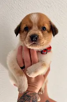 King , a male Australian Shepherd and Border Collie for sale in Clermont, FL – 1 of 1