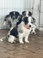 Stryker , a male Australian Cattle Dog and Australian Shepherd for sale in Mascotte, FL – 4 of 5