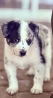 Stryker , a male Australian Cattle Dog and Australian Shepherd for sale in Mascotte, FL – 2 of 5