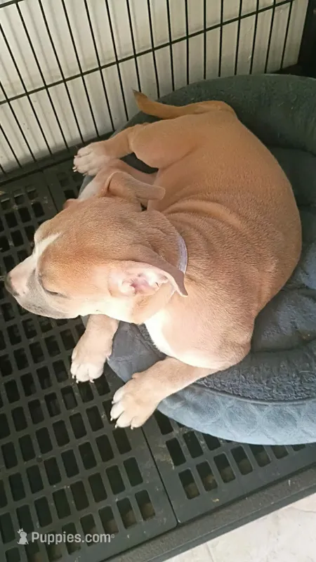 Karma – American Bully puppy for sale in Mascotte, FL