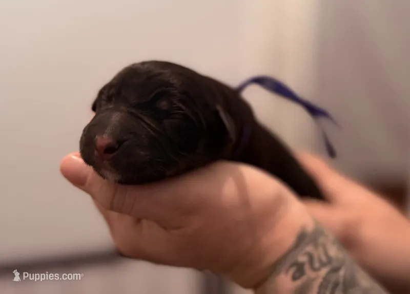 Vandal  – Australian Shepherd, German Shepherd Dog puppy for sale in Mascotte, FL