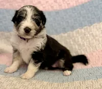 Havyn, a female Australian Shepherd and German Shepherd Dog for sale in Clermont, FL – 2 of 3