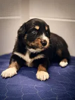 Warden, a male Australian Shepherd and German Shepherd Dog for sale in Clermont, FL – 2 of 2