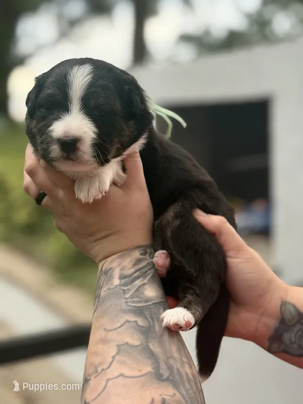 Ryker  – Australian Shepherd puppy for sale in Clermont, FL
