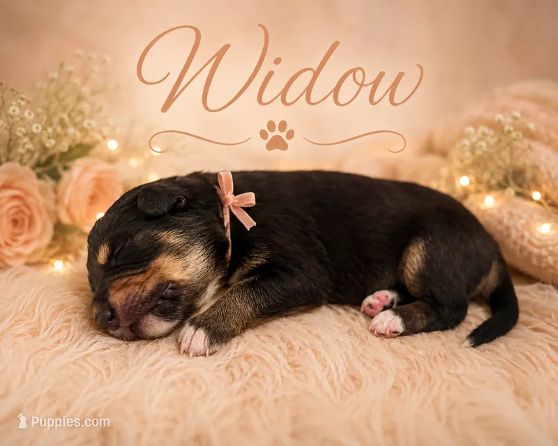 Widow  – Australian Shepherd, German Shepherd Dog puppy for sale in Mascotte, FL