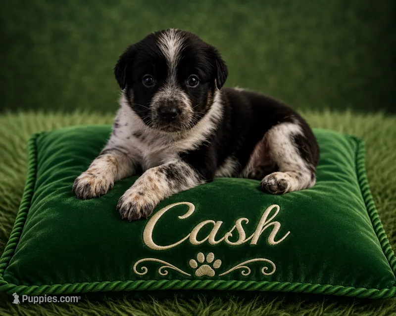 Cash – Australian Cattle Dog, Australian Shepherd puppy for sale in Mascotte, FL