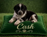 Cash, a male Australian Cattle Dog and Australian Shepherd for sale in Mascotte, FL – 1 of 4